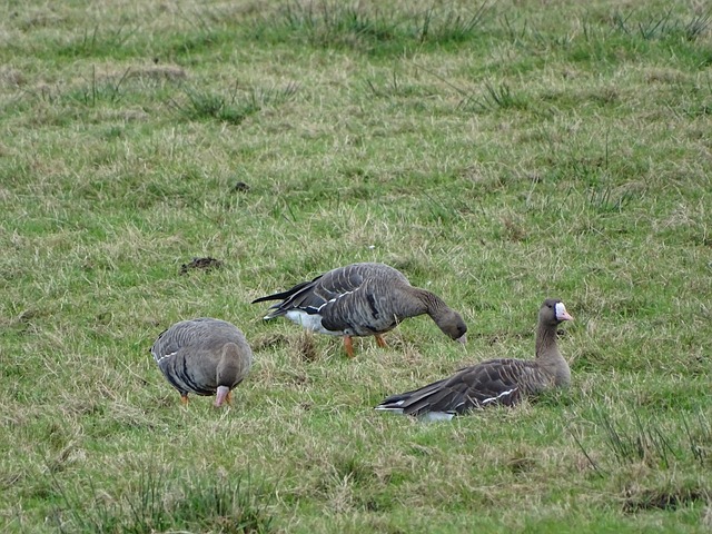 近日有美媒 近日有美媒